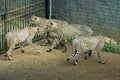 Four cheetahs next to a gate