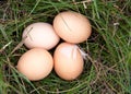 Four chicken eggs lying in a green grass Royalty Free Stock Photo