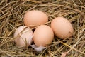 Four chicken eggs lying in the hay Royalty Free Stock Photo