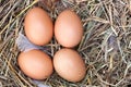Four chicken eggs lying in the nest of straw. Top view
