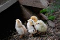 Four chicken standing on the grass