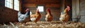 Four chickens in rustic wooden coop with straw bedding Royalty Free Stock Photo