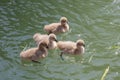 four chicks of a black swan swims on the lake in the spring sunny Royalty Free Stock Photo