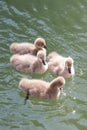 four chicks of a black swan swims on the lake in the spring sunny Royalty Free Stock Photo