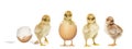 Four chicks hatching Royalty Free Stock Photo