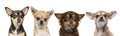 Four chihuahua dog portraits next to each other