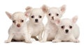 Four Chihuahua puppies, 2 months old Royalty Free Stock Photo