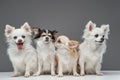 Four chihuahua puppies with fluffy fur against gray background