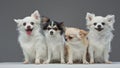 Four chihuahua puppies with fluffy fur against gray background