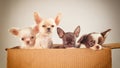 Four chihuahua puppy in the box on beige background