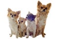 Four chihuahuas Royalty Free Stock Photo