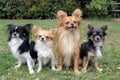 Four chihuahuas Royalty Free Stock Photo
