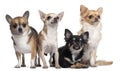Four Chihuahuas, 6 months old, 3 years old Royalty Free Stock Photo