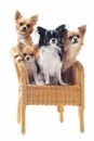 Four chihuahuas on a chair Royalty Free Stock Photo