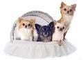 Four chihuahuas Royalty Free Stock Photo