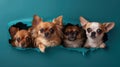 Four Chihuahuas Peeking Through.AI generated image Royalty Free Stock Photo