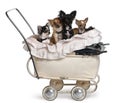 Four Chihuahuas sitting in baby stroller