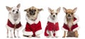 Four Chihuahuas wearing Santa Claus coats