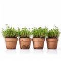 Four Clay Pots With Thyme Plants - Over Style By Jonas Burgert