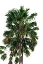 Four coconut palm trees isolated