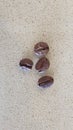 Four coffie beans on a marble surface Royalty Free Stock Photo