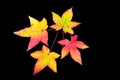 Four colored autumn leaves on black background