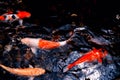 Colorful fancy carps fishes in the low light water