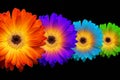 Four colorful gerberas on black background