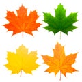 Four colorful maple leaves isolated on white background Royalty Free Stock Photo