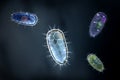 Four colorful protozoons or unicellular organism Royalty Free Stock Photo