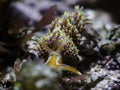 Four-colour nudibranch (Godiva quadricolor)