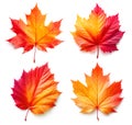 Four colourful autumn leaves isolated on white background. Generative AI illustrations Royalty Free Stock Photo