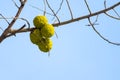 Colourful Fruit Resembling Tennis Balls