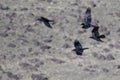 Four Common Ravens Flying Over the Canyon Floor