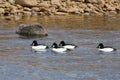 Four Common Goldeneyes Swimming in River