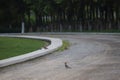 Four Common hoopoe or upupa