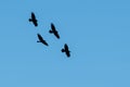 Four Common Ravens Flying in a Blue Sky