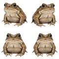 Four Common Toad Profile Shots Against transparent Background Royalty Free Stock Photo