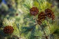 Four cone on spruce branches, a view from the bottom up Royalty Free Stock Photo