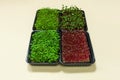 Four containers of growable microgreens. Green sprouts of sprouted seeds for eating. Flat lay