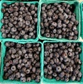 Four Containers of Luscious Blueberries