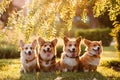 Four Corgi at sunset Royalty Free Stock Photo