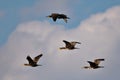 Four cormorants in flight.