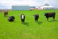 Four Cows and a Horse on a Midwest Farm