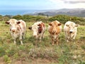 Four Cows in a line looking straight at camera Royalty Free Stock Photo