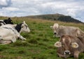 Cows resting in the meadows Royalty Free Stock Photo