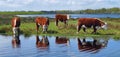 Four cows in a row Royalty Free Stock Photo