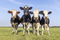 Four cows on a row, front view, full length in a green field, a blue sky Royalty Free Stock Photo