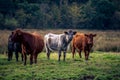 Four cows in the Scottish highlands Royalty Free Stock Photo