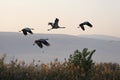 Four cranes in free flight